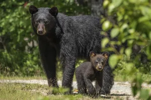 A female American black bear (Ursus americanus) and her young cub, Nova Scotia, Canada A female American black bear (Ursus americanus) and her young cub, Nova Scotia, Canada