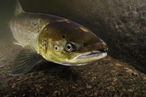 Female Atlantic salmon (Salmo salar) migrating up river to spawn, River Caldew, Cumbria Female Atlantic salmon (Salmo salar) migrating up river to spawn, River Caldew, Cumbria