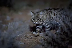 Female Black-footed cat (Felis nigripes) in the desert at night, Karoo, South Africa Female Black-footed cat (Felis nigripes) in the desert at night, Karoo, South Africa