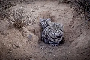 Female Black-footed cat (Felis nigripes) with kitten, at edge of burrow Female Black-footed cat (Felis nigripes) with kitten, at edge of burrow