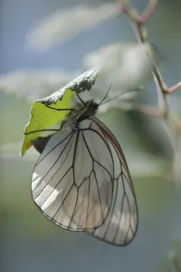 Female Black veined white butterfly (Aporia crataegi) laying eggs on Buckthorn, Lagadin region Female Black veined white butterfly (Aporia crataegi) laying eggs on Buckthorn, Lagadin region