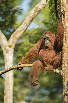 Images Dated 25th August 2014: Female Bornean orangutan (Pongo pygmaeus) sitting in a tree, Tanjung Puting National Park