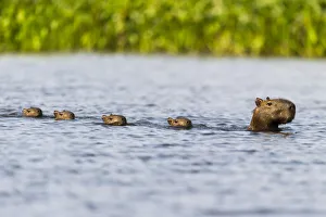 Female Capybara (Hydrochoerus hydrochaeris) swimming in line with young after escaping Female Capybara (Hydrochoerus hydrochaeris) swimming in line with young after escaping