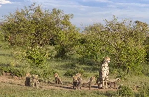 Female cheetah (Acinonyx jubatus) named Silgi (means 'bright future' in Swahili) Female cheetah (Acinonyx jubatus) named Silgi (means 'bright future' in Swahili)