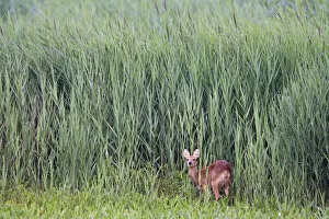 Images Dated 4th August 2014: Female Chinese water deer (Hydropotes inermis) Cley, Norfolk, UK, August