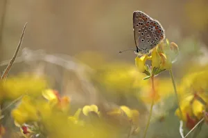 Female Common blue butterfly (Polyommatus icarus) on Trefoil (Lotus sp) Lake Macro Prespa Female Common blue butterfly (Polyommatus icarus) on Trefoil (Lotus sp) Lake Macro Prespa