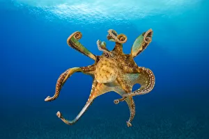 Female Day octopus (Octopus cyanea) drifting in the ocean, Hawaii, Pacific Ocean Female Day octopus (Octopus cyanea) drifting in the ocean, Hawaii, Pacific Ocean