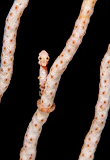 Female Denises pygmy seahorse (Hippocampus denise) on coral seafan (Annella mollis) Misool Female Denises pygmy seahorse (Hippocampus denise) on coral seafan (Annella mollis) Misool