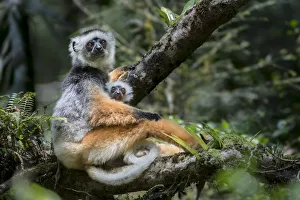 Female Diademed Sifaka (Propithecus diadema) with 2-month infant in the forest canopy Female Diademed Sifaka (Propithecus diadema) with 2-month infant in the forest canopy