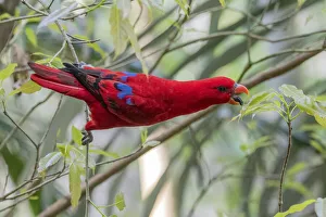 Female Eclectus parrot (Eclectus roratus) feeding in rainforest, Cape York, Queensland, Australia Female Eclectus parrot (Eclectus roratus) feeding in rainforest, Cape York, Queensland, Australia
