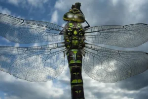 Female Emperor dragonfly (Anax imperator) close-up, on twig above water with clouds reflected Female Emperor dragonfly (Anax imperator) close-up, on twig above water with clouds reflected