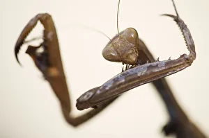 Female European praying mantis (Mantis religiosa) portrait, Sardinia, Italy Female European praying mantis (Mantis religiosa) portrait, Sardinia, Italy