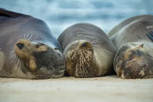 Female Galapagos sea lion (Zalophus wollebaeki), sleeping together, likely to be related Female Galapagos sea lion (Zalophus wollebaeki), sleeping together, likely to be related