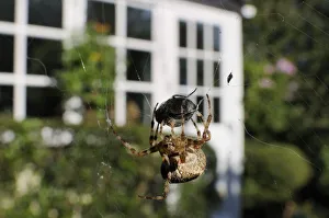 Female Garden spider (Araneus diadematus) wrapping up fly prey with silk on web spun in Female Garden spider (Araneus diadematus) wrapping up fly prey with silk on web spun in
