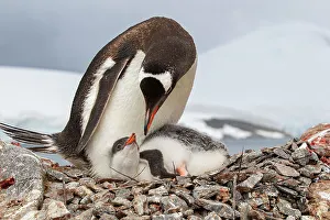 Sphenisciformes Gallery: Female Gentoo penguin (Pygoscelis papua) with chick on the nest, Port Lockroy, Goudier Island
