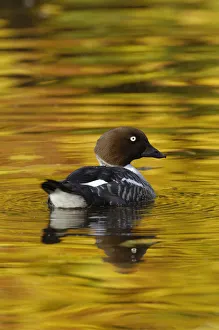 Female Goldeneye (Bucephala clangula) on lake with autumn reflections, Wirral, UK Female Goldeneye (Bucephala clangula) on lake with autumn reflections, Wirral, UK