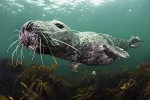 Female Grey seal (Halichoerus grypus) juvenile swimming over kelp, off Farne Islands Female Grey seal (Halichoerus grypus) juvenile swimming over kelp, off Farne Islands