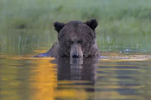 Images Dated 16th June 2013: Female Grizzly bear (Ursus arctos horribilis) in water, Khutzeymateen Grizzly Bear Sanctuary