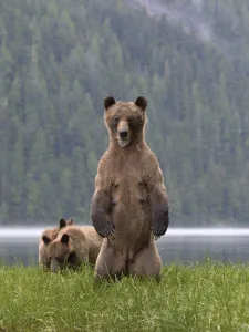 Female Grizzly bear (Ursus arctos horribilis) standing up, with two cubs nearby Female Grizzly bear (Ursus arctos horribilis) standing up, with two cubs nearby