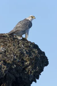 Female Gyrfalcon (Falco rusticolus) on rock ledge, Myvatn, Thingeyjarsyslur, Iceland Female Gyrfalcon (Falco rusticolus) on rock ledge, Myvatn, Thingeyjarsyslur, Iceland