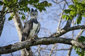 Female Harpy Eagle (Harpia harpyja) perched close to its nest Female Harpy Eagle (Harpia harpyja) perched close to its nest