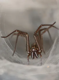 Female House spider (Tegenaria sp.) at the mouth of her tubular silk retreat in an old Female House spider (Tegenaria sp.) at the mouth of her tubular silk retreat in an old