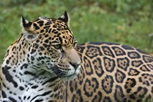 Female Jaguar (Panthera onca), captive, occurs in Southern and Central America Female Jaguar (Panthera onca), captive, occurs in Southern and Central America