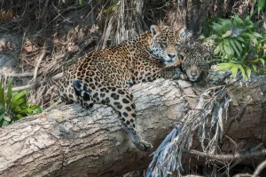 Female Jaguar (Panthera onca palustris) with cub (estimated age 5 months), resting Female Jaguar (Panthera onca palustris) with cub (estimated age 5 months), resting