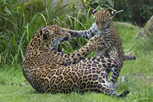 Female Jaguar (Panthera onca) playing with her cub, captive, occurs in Southern Female Jaguar (Panthera onca) playing with her cub, captive, occurs in Southern