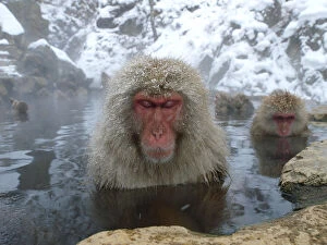 Images Dated 24th January 2008: Female Japanese macaques (Macaca fuscata) in a hot spring to keep warm, only females