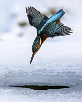 A female kingfisher (Alcedo atthis) fishing / diving into an ice hole in winter A female kingfisher (Alcedo atthis) fishing / diving into an ice hole in winter