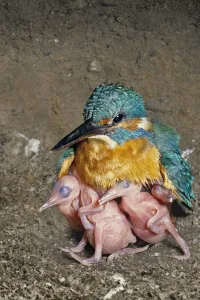 Female Kingfisher (Alcedo atthis) covering and protecting her chicks, aged 5 days, in an artificial nest, Italy Female Kingfisher (Alcedo atthis) covering and protecting her chicks, aged 5 days, in an artificial nest, Italy