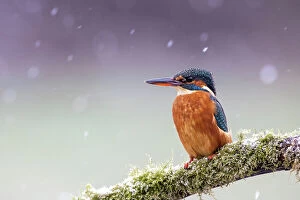 West Yorkshire Gallery: A female kingfisher (Alcedo atthis) perched on a branch in snow. Leeds, Yorkshire, UK. January