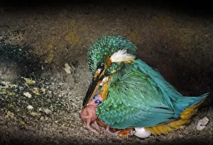 Female Kingfisher (Alcedo atthis) covering chicks, aged one day, with her wings in an artificial nest, Italy Female Kingfisher (Alcedo atthis) covering chicks, aged one day, with her wings in an artificial nest, Italy
