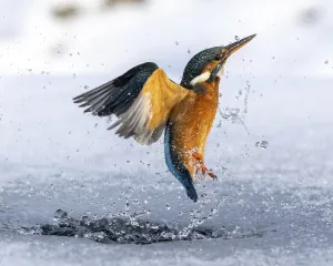 A female kingfisher (Alcedo atthis) fishing, flying out of an ice hole in winter A female kingfisher (Alcedo atthis) fishing, flying out of an ice hole in winter