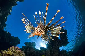 Images Dated 19th June 2006: Female Lionfish (Pterois volitans) on coral reef. Jackfish Alley