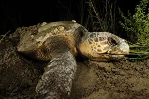 Images Dated 5th August 2009: Female Loggerhead turtle (Caretta caretta) crawling up beach in search of spot to lay eggs