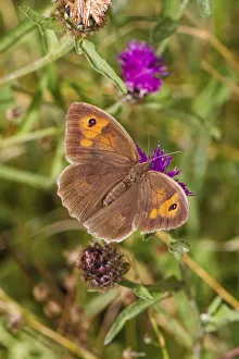 Female Meadow brown butterfly (Maniola jurtina) feeding on thistle, Lewisham, London, UK, August Female Meadow brown butterfly (Maniola jurtina) feeding on thistle, Lewisham, London, UK, August