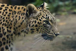 Female Persian leopard (Panthera pardus saxicolor), captive, occurs in the Caucasus Female Persian leopard (Panthera pardus saxicolor), captive, occurs in the Caucasus