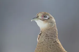 Female Pheasant (Phasianus colchicus) portrait Cairngorms National Park, Scotland, April Female Pheasant (Phasianus colchicus) portrait Cairngorms National Park, Scotland, April