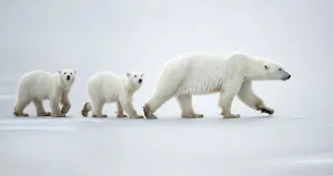 Female polar bear (Ursus maritimus) with two cubs walking in a line across snow, Churchill, Canada. November Female polar bear (Ursus maritimus) with two cubs walking in a line across snow, Churchill, Canada. November