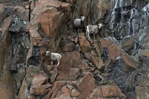 Three female Putorana snow sheep (Ovis nivicola borealis) climbing up rocky mountainside with lamb following