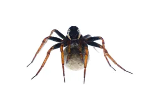 Female Raft spider (Dolomedes fimbriatus) with egg sac, Fliess, Naturpark Kaunergrat Female Raft spider (Dolomedes fimbriatus) with egg sac, Fliess, Naturpark Kaunergrat