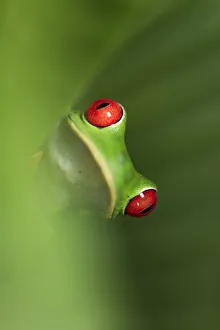 Female Red-eyed Tree Frog (Agalychnis callidryas) - Caribbean slope race (blue flanks) Female Red-eyed Tree Frog (Agalychnis callidryas) - Caribbean slope race (blue flanks)