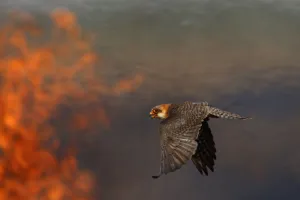 Images Dated 11th July 2009: Female Red footed falcon (Falco vespertinus) hunting over burning steppe fields, Bagerova Steppe