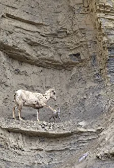 Female Rocky Mountain bighorn sheep ewe (Ovis canadensis canadensis) warning her Female Rocky Mountain bighorn sheep ewe (Ovis canadensis canadensis) warning her