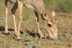 Female Saiga antelope (Saiga tatarica) feeding, Cherniye Zemli (Black Earth Female Saiga antelope (Saiga tatarica) feeding, Cherniye Zemli (Black Earth