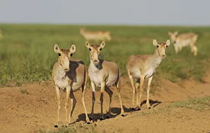 Three female Saiga antelopes (Saiga tatarica) Cherniye Zemli (Black Earth) Nature Reserve Three female Saiga antelopes (Saiga tatarica) Cherniye Zemli (Black Earth) Nature Reserve