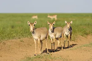 Three female Saiga antelopes (Saiga tatarica) Cherniye Zemli (Black Earth) Nature Reserve Three female Saiga antelopes (Saiga tatarica) Cherniye Zemli (Black Earth) Nature Reserve