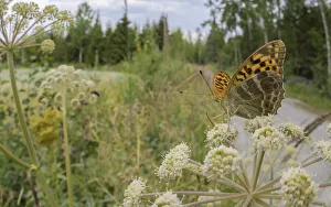 Female Silver-washed fritillary butterfly (Argynnis paphia) nectaring on Wild angelica (Angelica sylvestris), Finland Female Silver-washed fritillary butterfly (Argynnis paphia) nectaring on Wild angelica (Angelica sylvestris), Finland